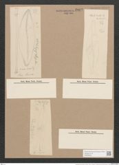 Pleurosigma hermanii Ralfs. (de-Toni-Nr.: Genus 13, Species 1011) Zeichnungen Sammlung Grunow Nr. 2062 (NHMW-BOT-W0368923)